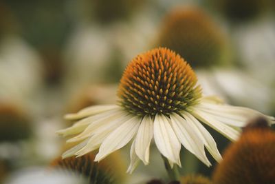 Close-up of coneflowers blooming outdoors