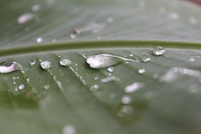 Close-up of water drops on leaf