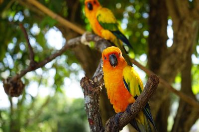 Close-up of parrot perching on branch