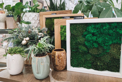 Moss wall art and home decor in shop. green natural moss nature frames indoor decorations