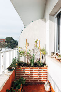 Potted plant against building