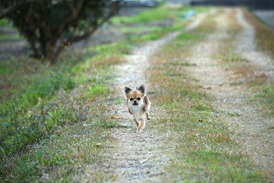 Portrait of a dog on street