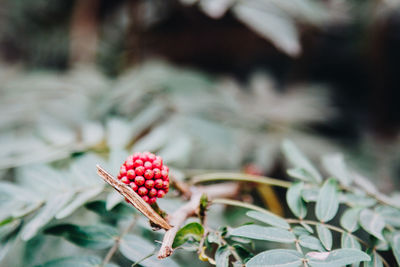 Close-up of strawberry growing on plant