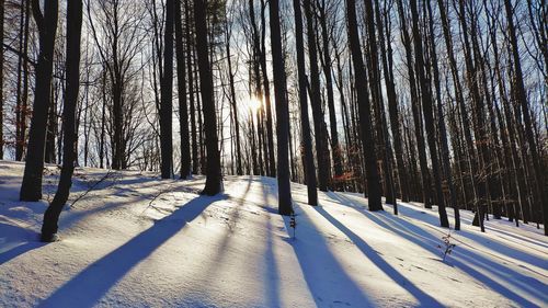 Trees on snow covered field during winter