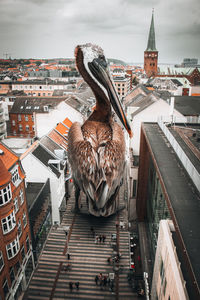 Close-up of an overceized pelican in a city