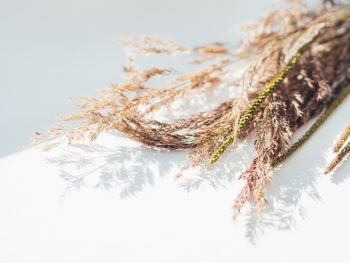 Close-up of plant against white background