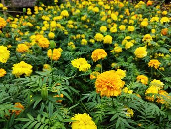 Close-up of yellow flowering plants on field