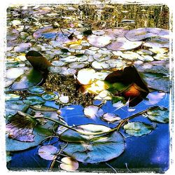 Leaves floating on water