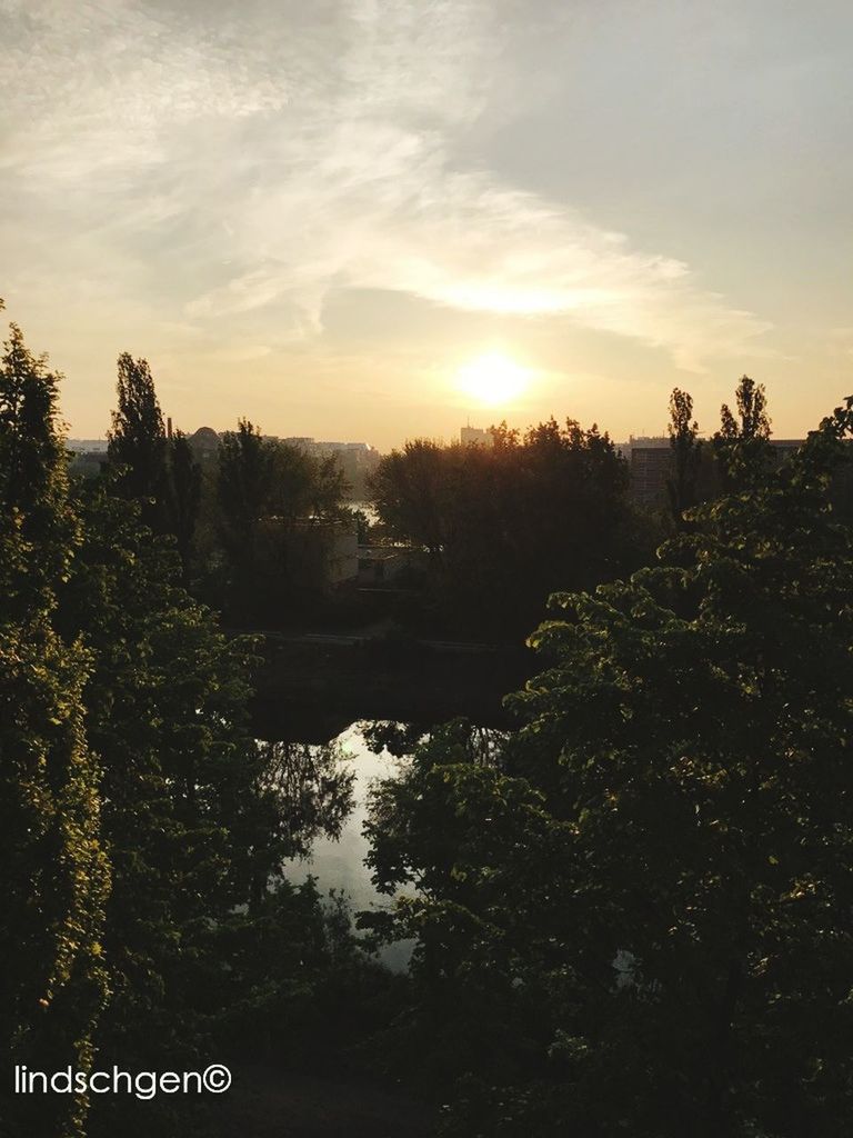 tree, nature, sunset, scenics, tranquility, beauty in nature, tranquil scene, sky, outdoors, growth, no people, cloud - sky, day