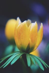 Close-up of yellow flowers