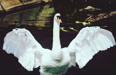 Close-up of swan swimming in lake