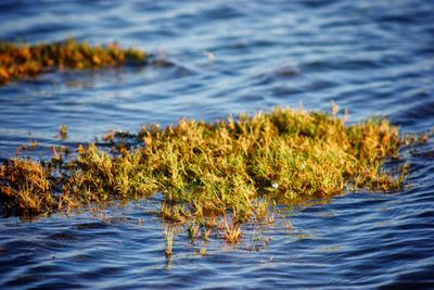 Close-up of plants by sea