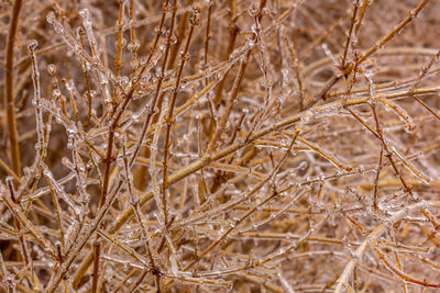 Close-up of frozen plants during winter