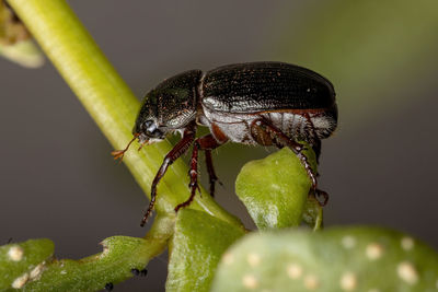 Close-up of insect on leaf