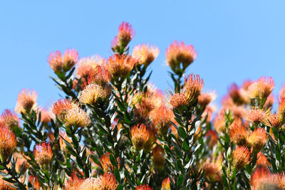 Low angle view of flowers against clear sky