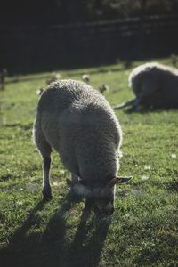 Sheep grazing in a field