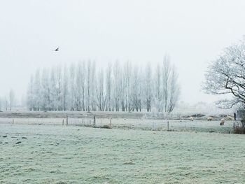 Birds flying over snow covered trees