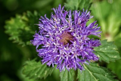 Close-up of purple flowers