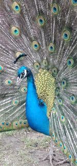 peacock