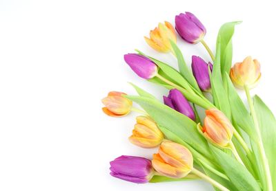 Close-up of multi colored tulips against white background