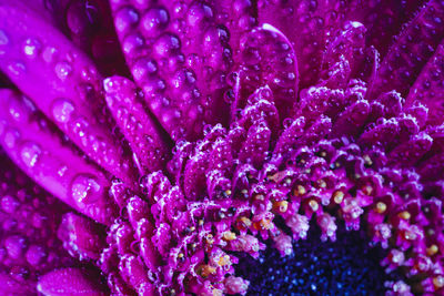 Full frame shot of wet purple flower