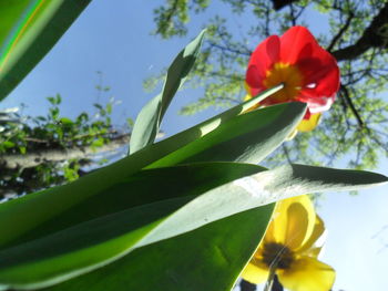 Close-up of flowers