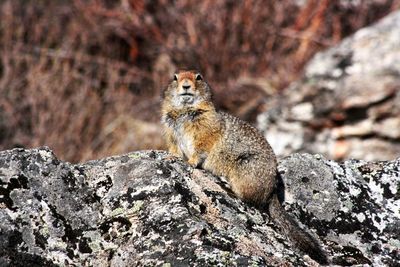 Prairie dog on rock