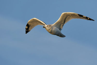 Low angle view of seagull flying