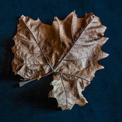 High angle view of dry leaves on black background