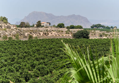 Scenic view of grassy landscape against clear sky