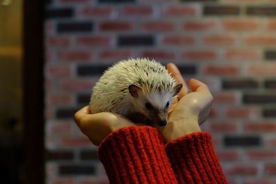 Close-up of hand holding animal against wall