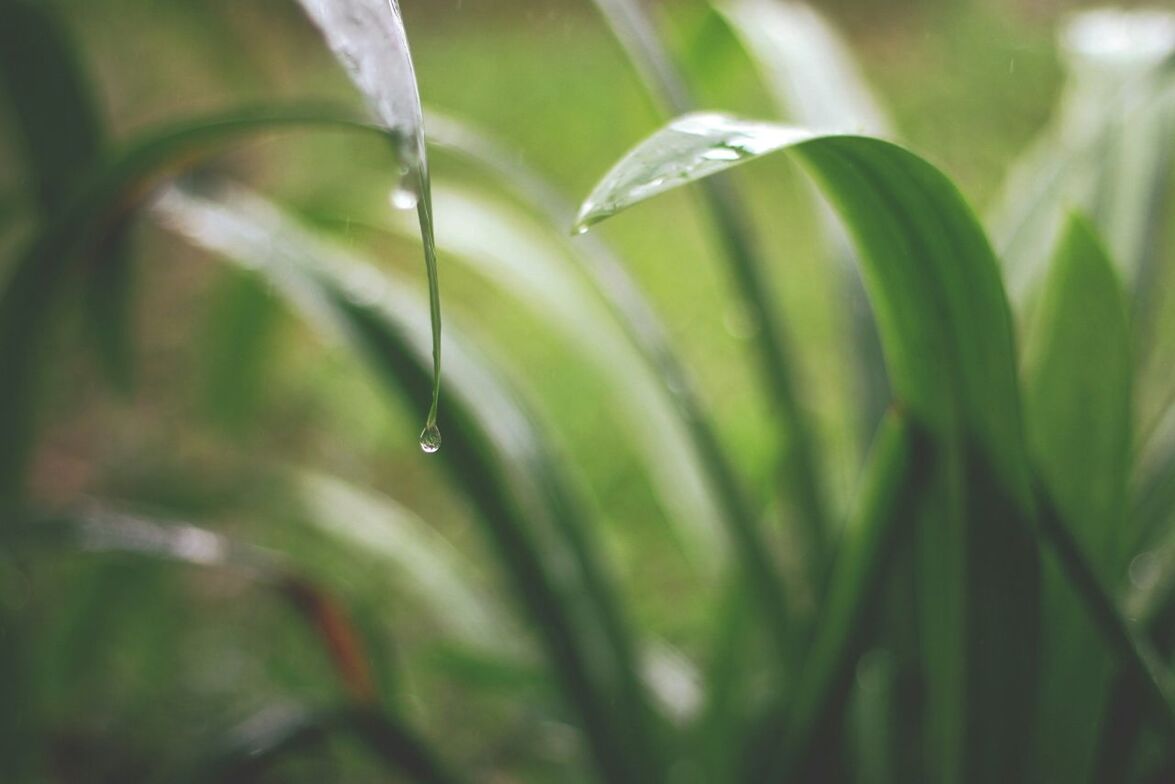 drop, water, wet, close-up, growth, freshness, green color, dew, plant, nature, leaf, beauty in nature, fragility, focus on foreground, raindrop, rain, droplet, selective focus, water drop, purity