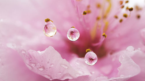 Close-up of water drops on pink flower