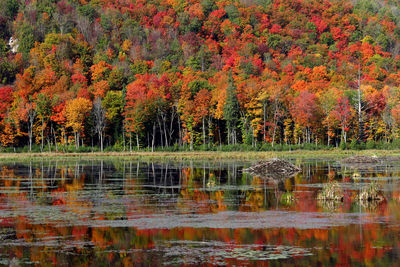 Reflection of trees in water