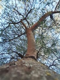 Low angle view of bare tree against sky