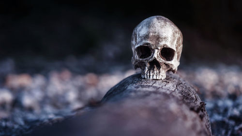 Close-up of human skull on log