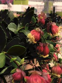 Close-up of red flowering plant