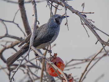 Close-up of bird perching on branch