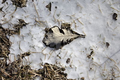 Dry leaf on snow