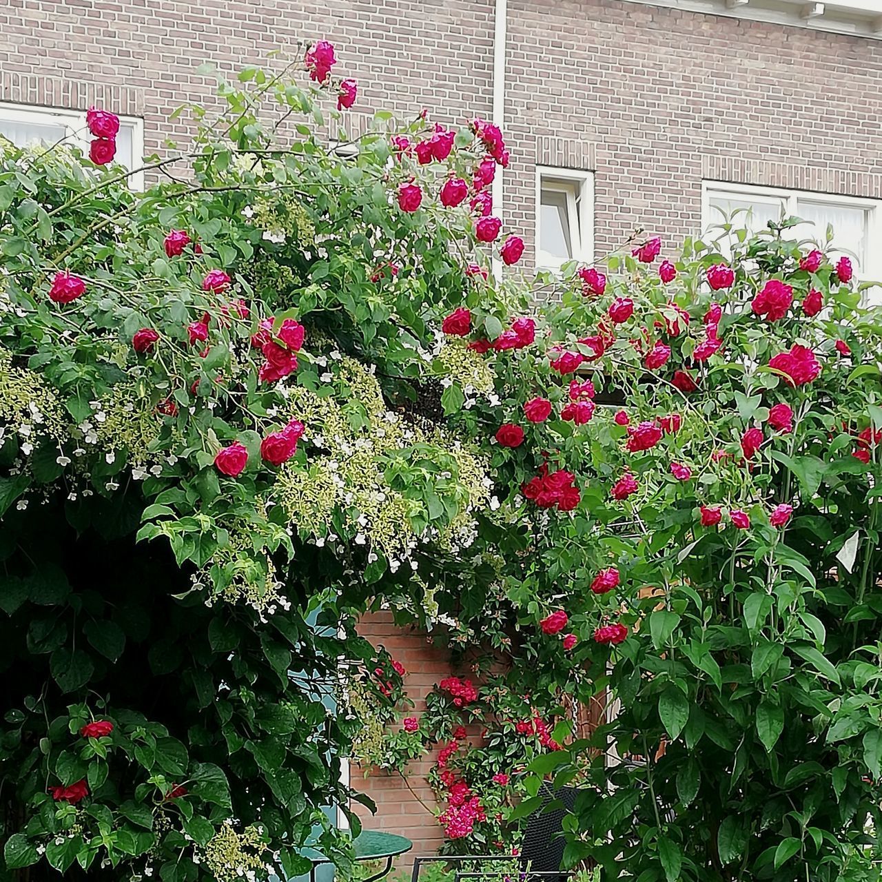 PINK FLOWERING PLANT