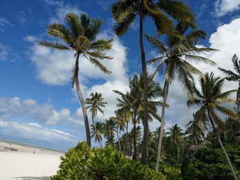 Low angle view of coconut palm trees against sky