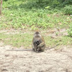 Monkey sitting on field