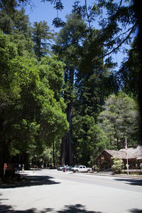 Road by trees in city against sky