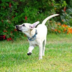 Dog running on grassy field
