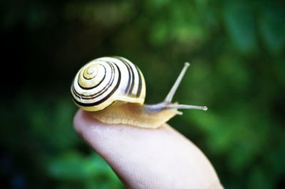 Close-up of snail on finger