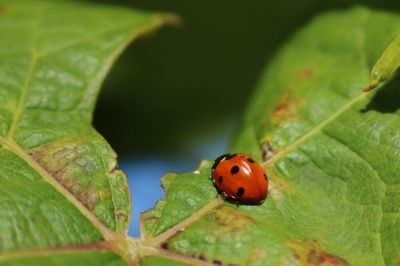 Close-up of ladybug on leaf