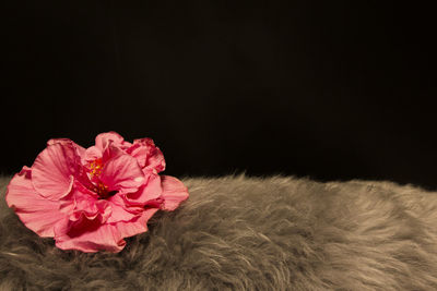 Close-up of pink rose flower against black background