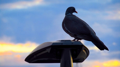 Low angle view of bird perching on top against sky