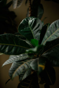 Close-up of fresh green leaves