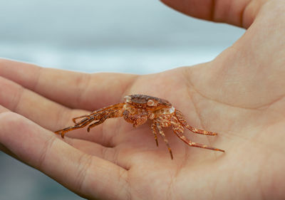 Close-up of human hand holding small crab in the sea